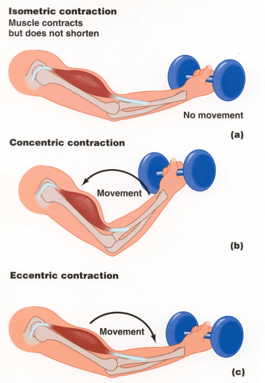 Eccentric Vs Concentric Training