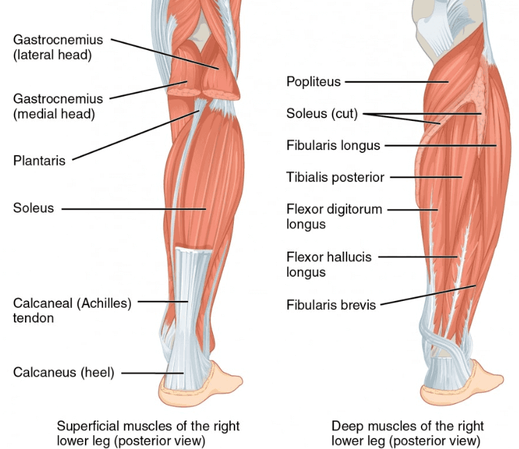 What are the 3 Calf Muscles?